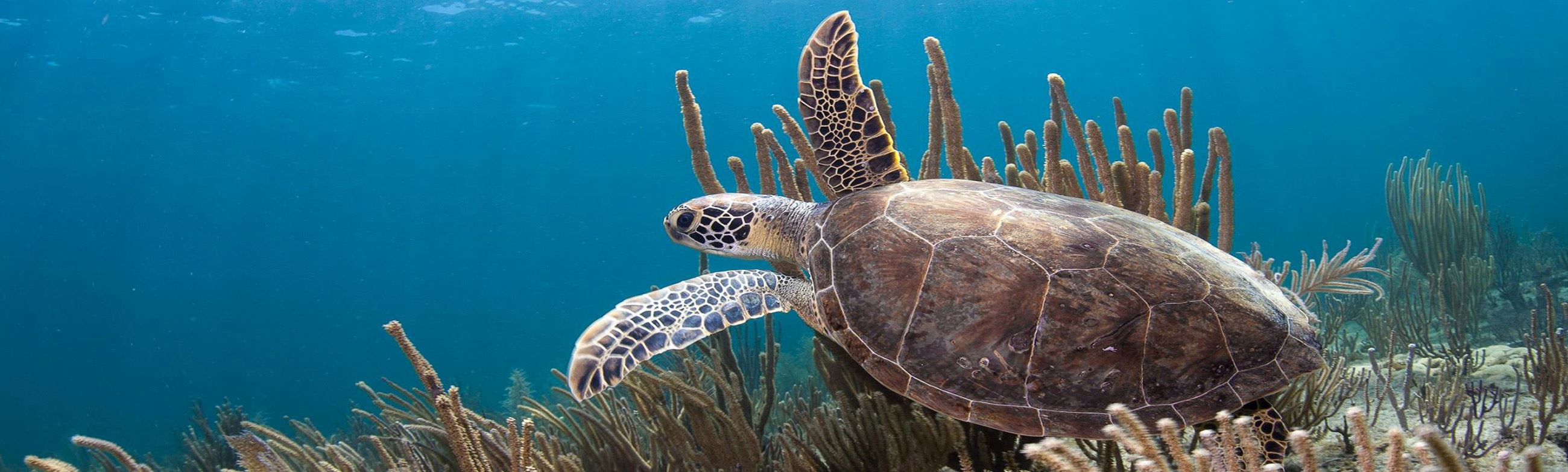 Loggerhead Sea Turtle off Lauderdale-By-The-Sea Photo By Sarosh Jacob