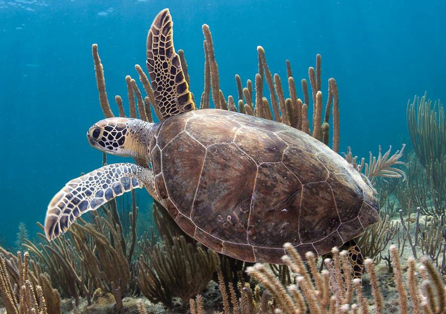 Sea Turtle By Sarosh Jacob