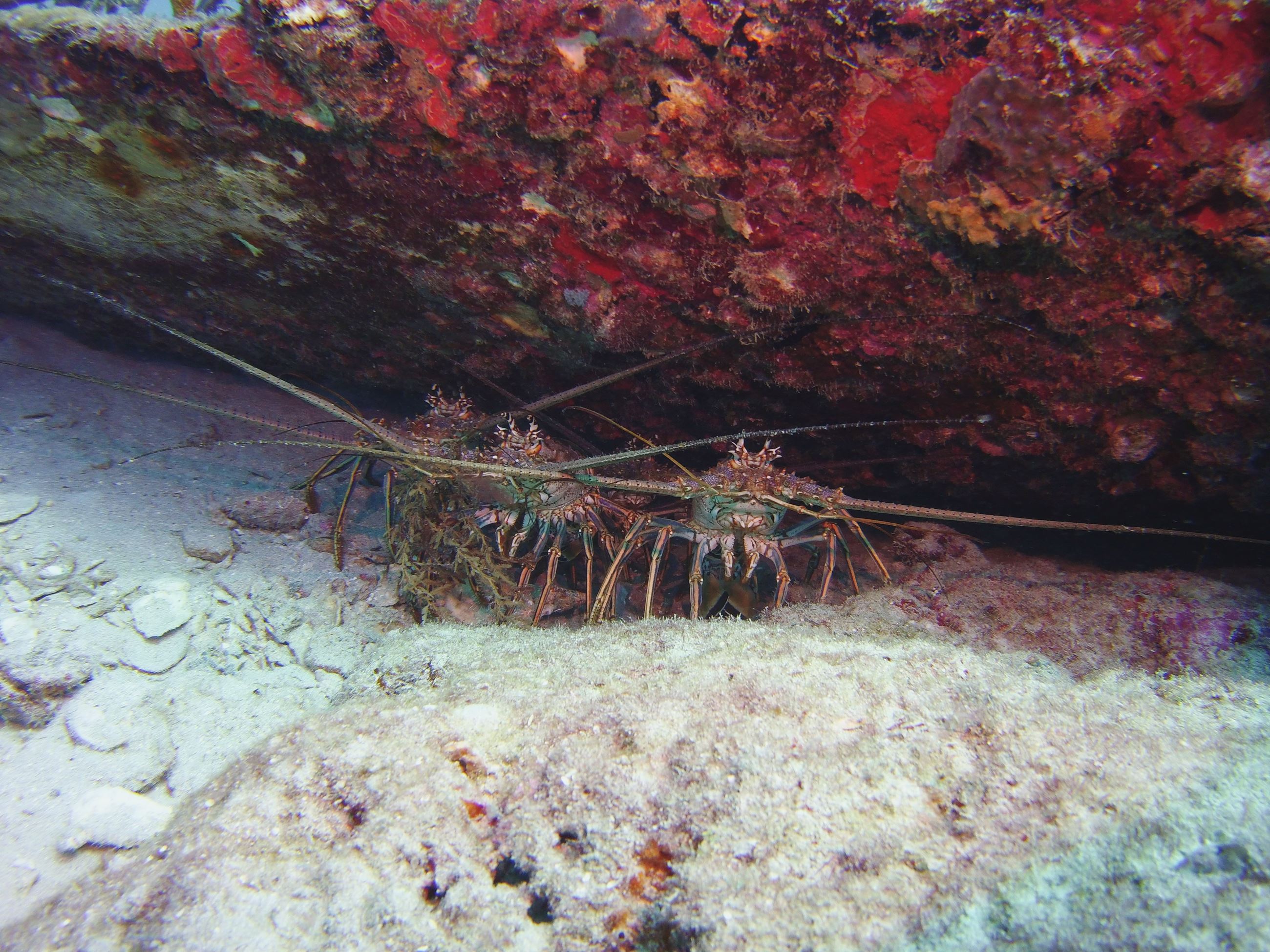 Three lobsters hanging out