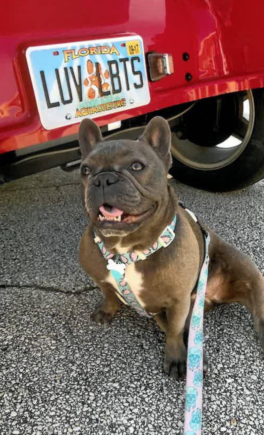Bella, an adorable chocolate brown Frenchie sits next to a golf cart.